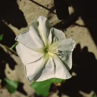 thumbnail for publication: Ipomoea stolonifera Fiddle-Leaf Morning Glory